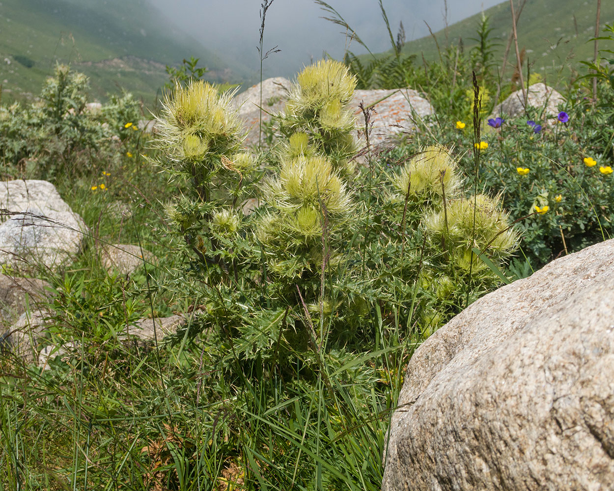 Image of Cirsium obvallatum specimen.