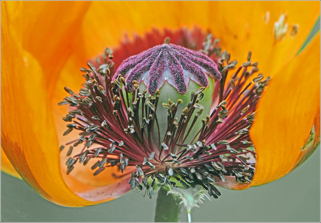 Image of Papaver setiferum specimen.