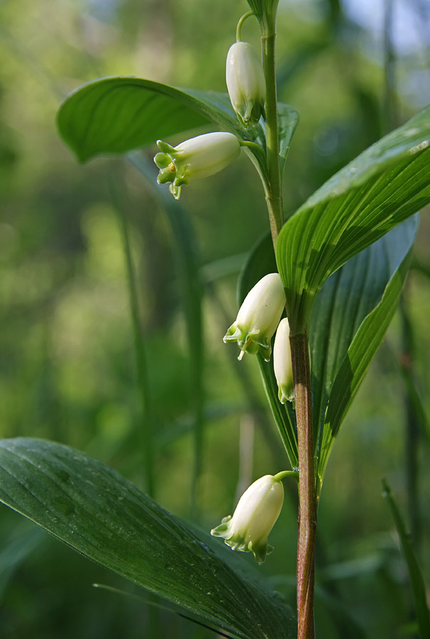 Изображение особи Polygonatum odoratum.