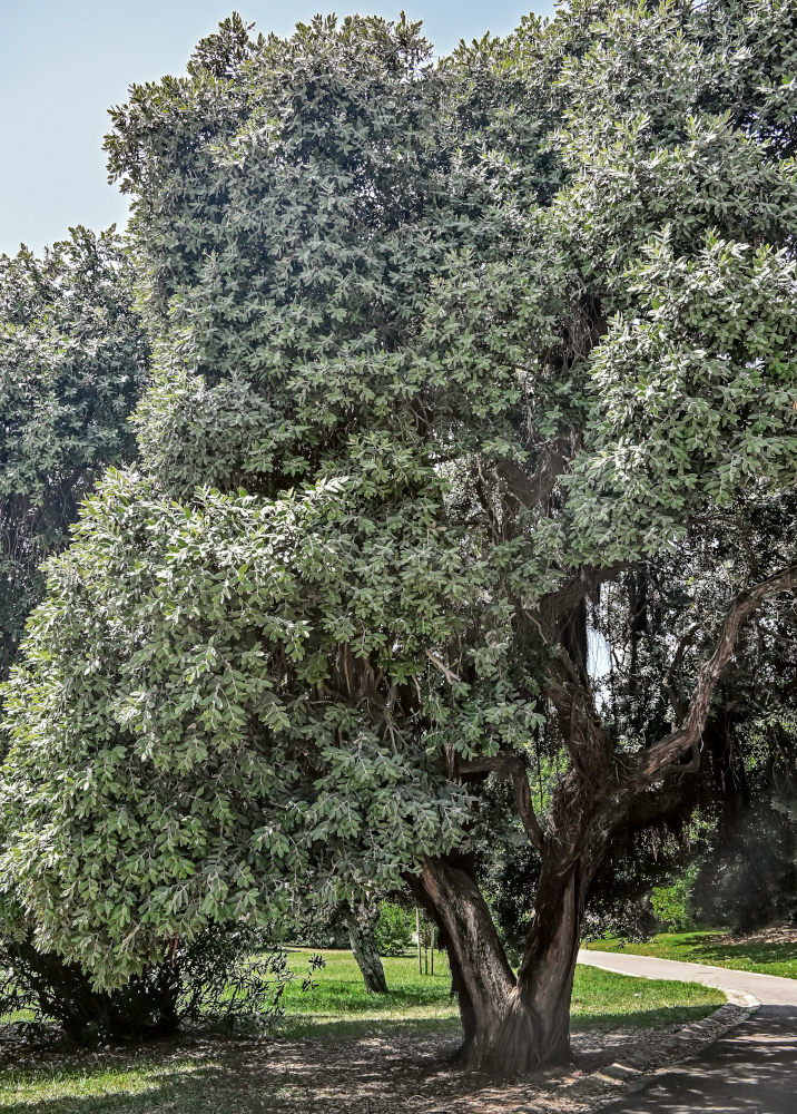 Изображение особи Metrosideros excelsa.