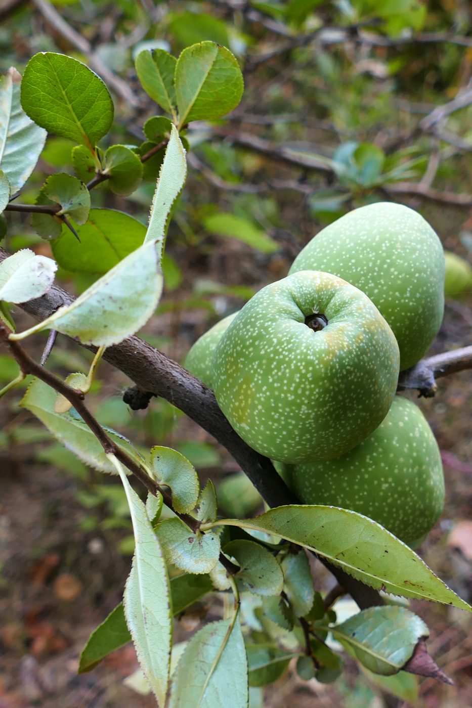 Image of Chaenomeles japonica specimen.