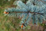 Picea форма glauca