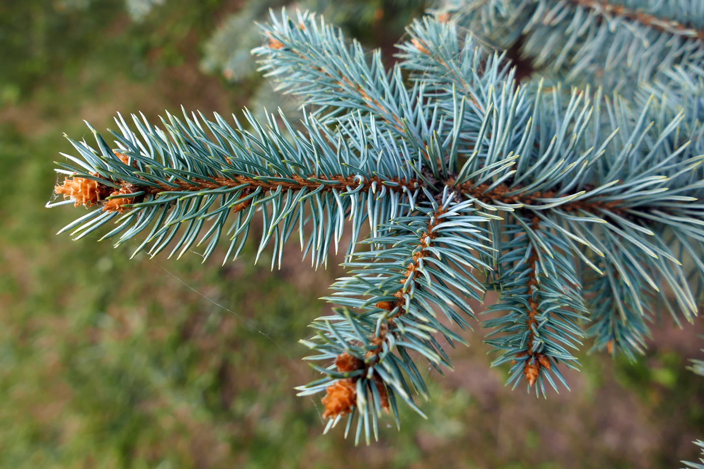 Изображение особи Picea pungens f. glauca.