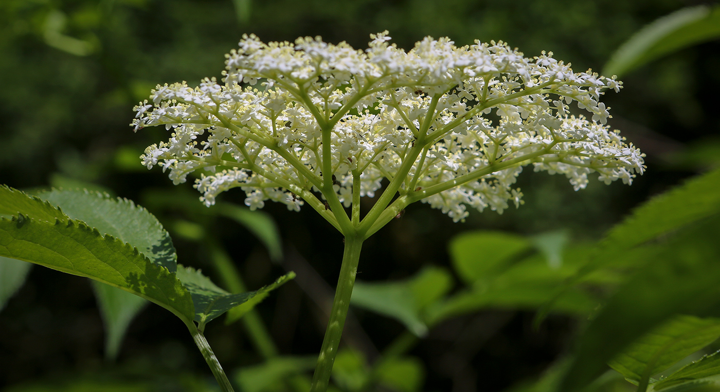 Image of Sambucus nigra specimen.