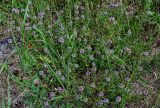 род Thymus. Цветущие растения в сообществе с Poaceae. Московская обл., Богородский гор. округ, окр. СНТ \"Купавна\", опушка смешанного леса. 12.07.2025.