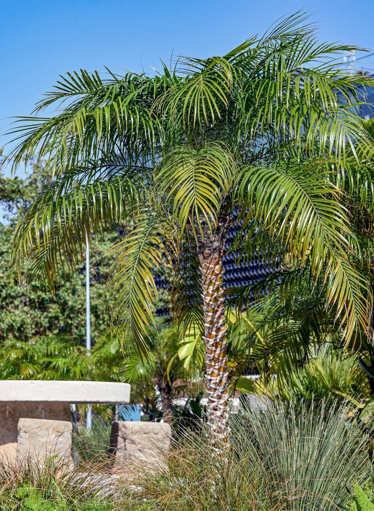 Изображение особи Phoenix roebelenii.