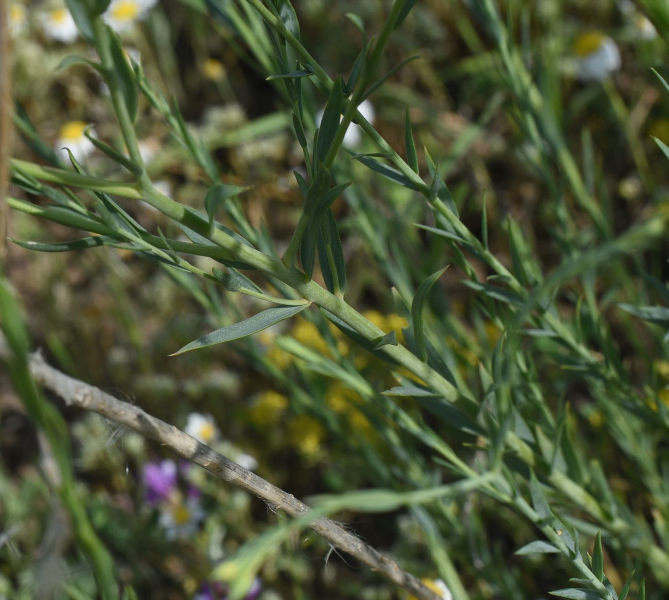 Изображение особи Linum austriacum.