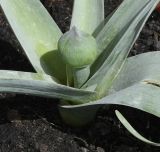 Allium cyrilli. Центральная часть растения с разваивающимся соцветием. Республика Кипр, г. Лимасол, в культуре. 04.04.2026.