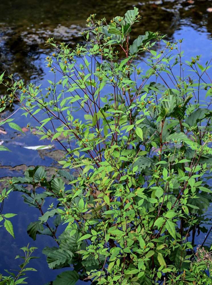 Изображение особи Bidens frondosa.