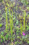 Asparagus schoberioides. Бутонизирующие растения в сообществе с Sanguisorba officinalis и Primula patens на месте гари. Приморский край, Хасанский р-н, п-ов Брюса, приморский луг. 03.05.2026.