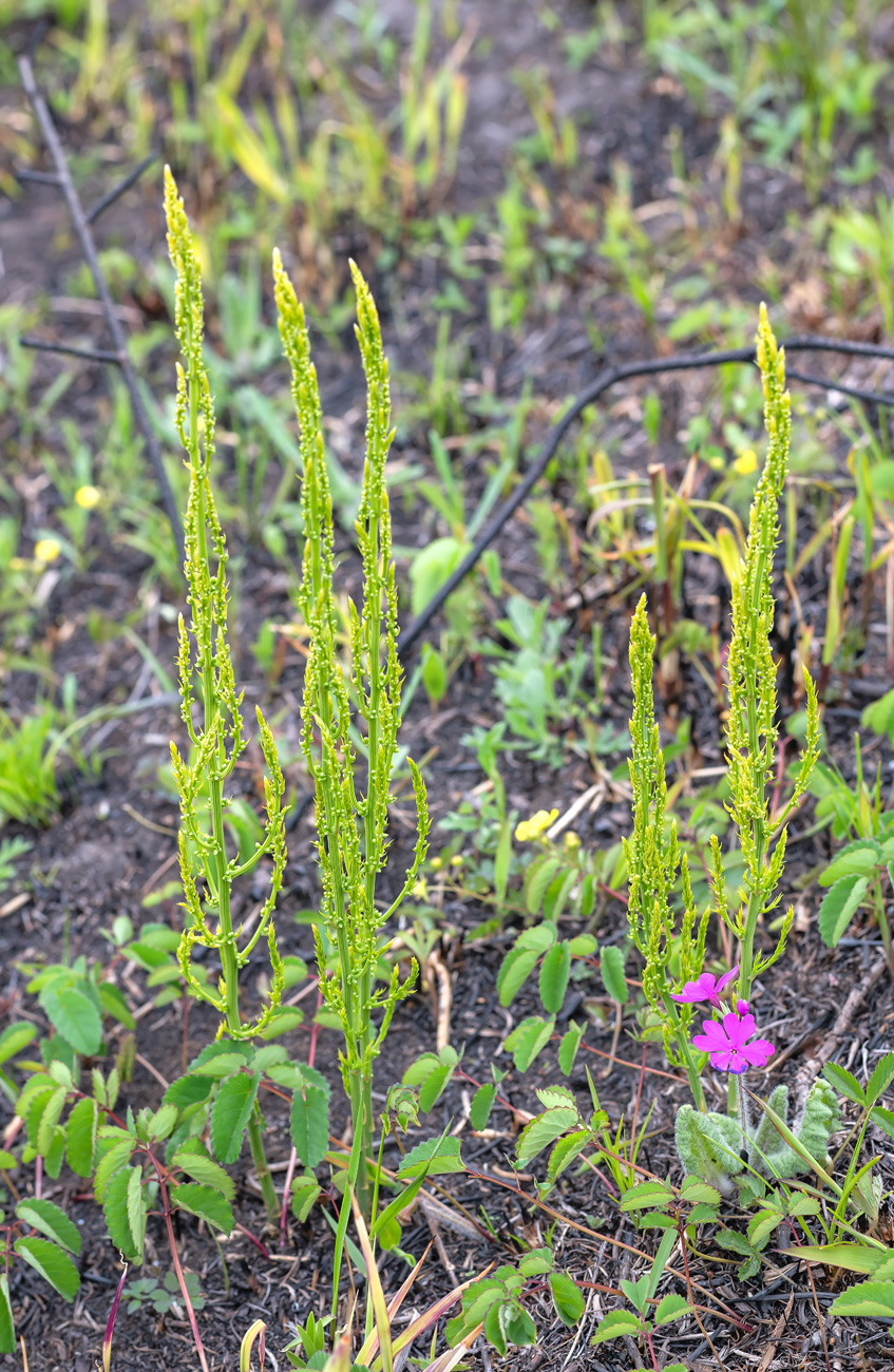 Image of Asparagus schoberioides specimen.