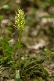 Dactylorhiza romana подвид georgica. Цветущее растение. Дагестан, Дербентский р-н, природный парк \"Джалган\", гора Ачигсырт, выс. ок. 400 м н.у.м., дубово-грабовый лес. 30.04.2026.