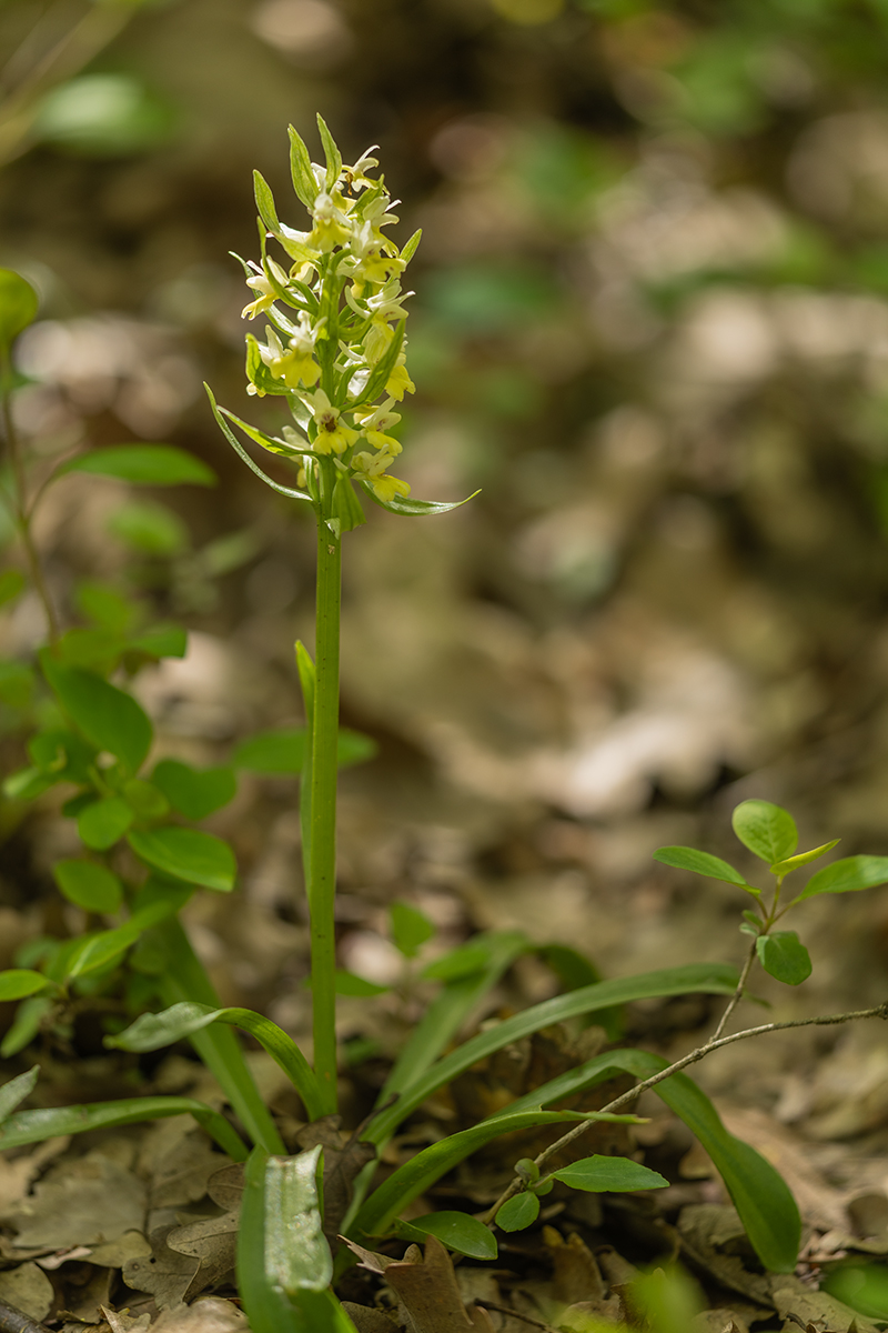 Image of Dactylorhiza romana ssp. georgica specimen.