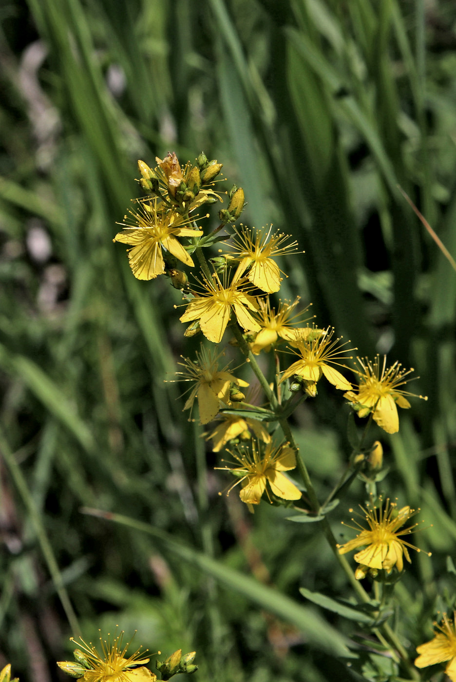 Изображение особи Hypericum elegans.