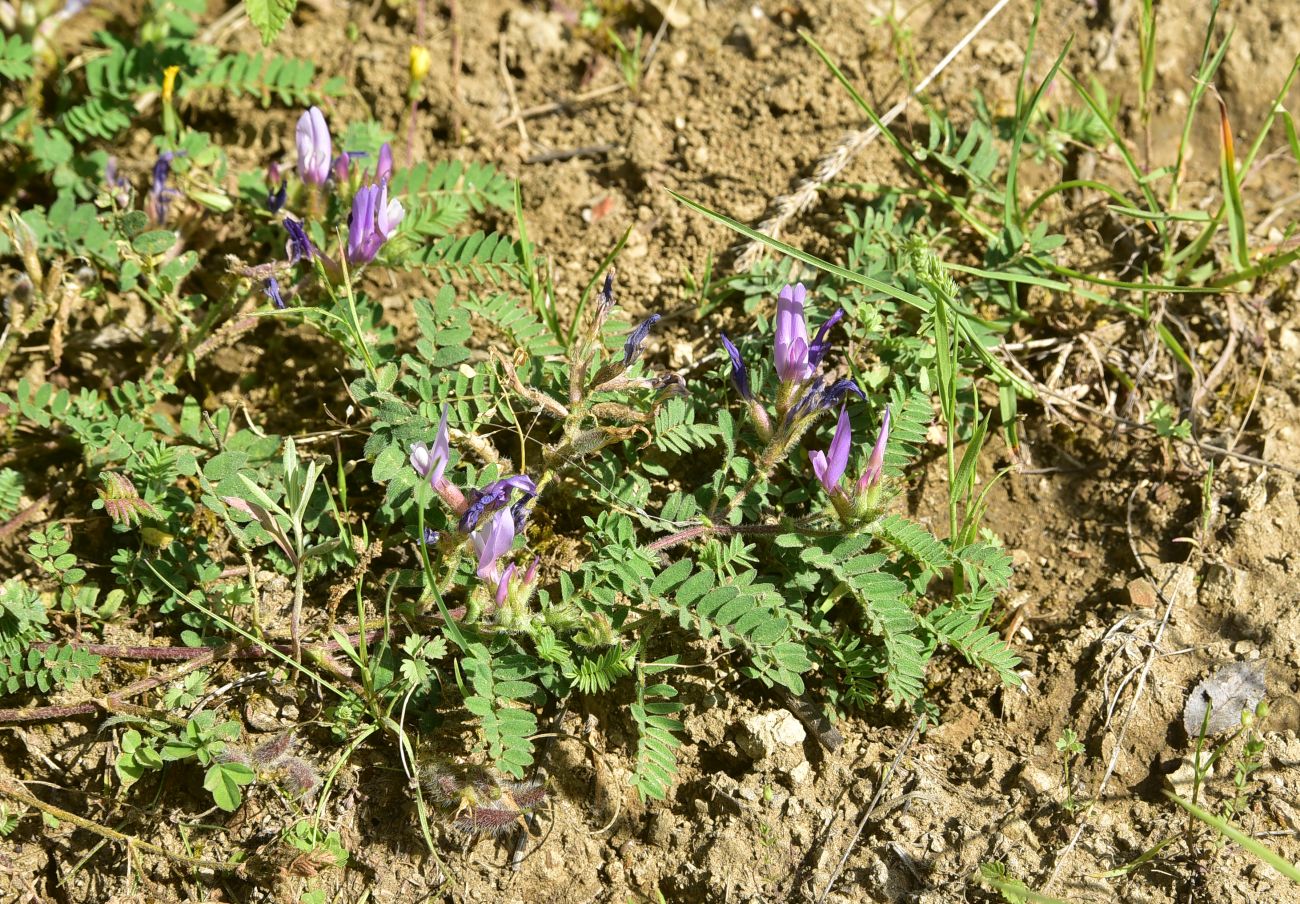 Image of familia Fabaceae specimen.