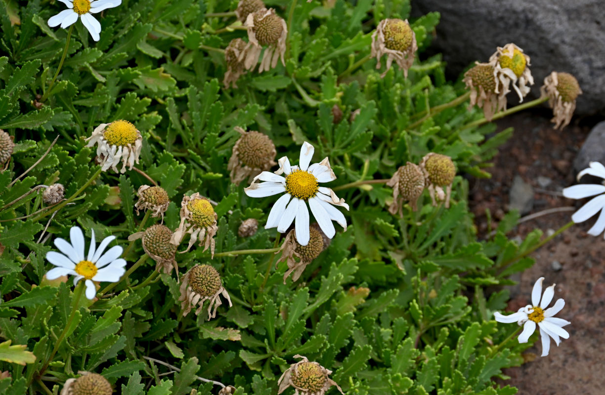 Image of Argyranthemum pinnatifidum ssp. succulentum specimen.
