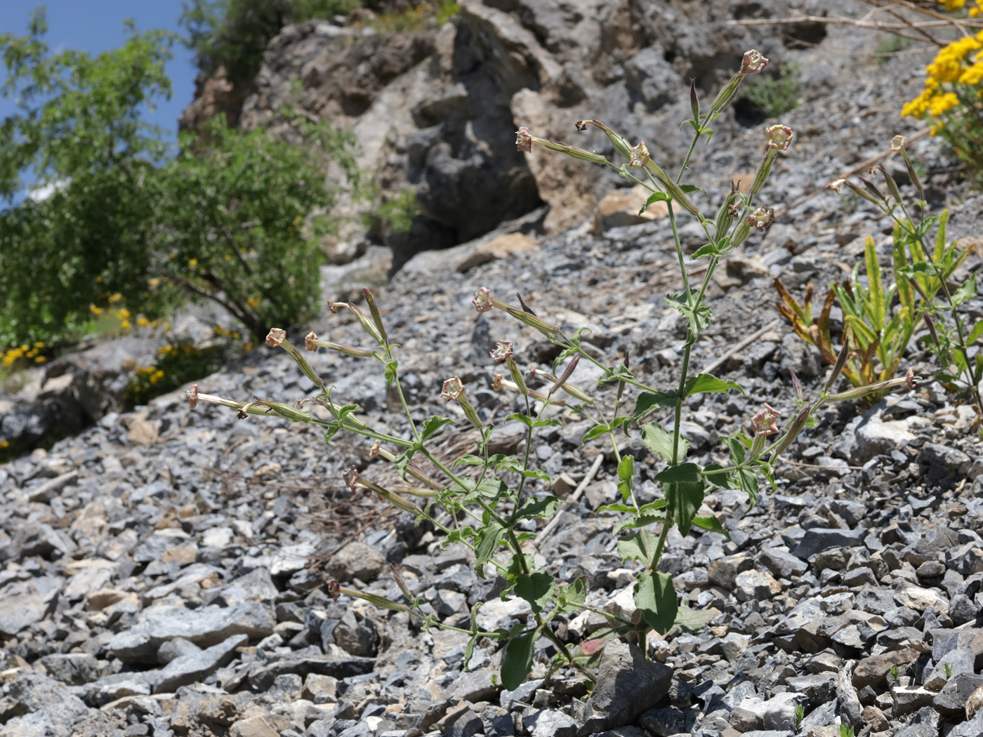 Image of Silene turkestanica specimen.
