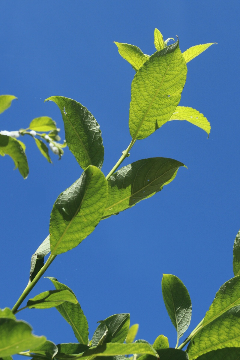 Image of genus Salix specimen.