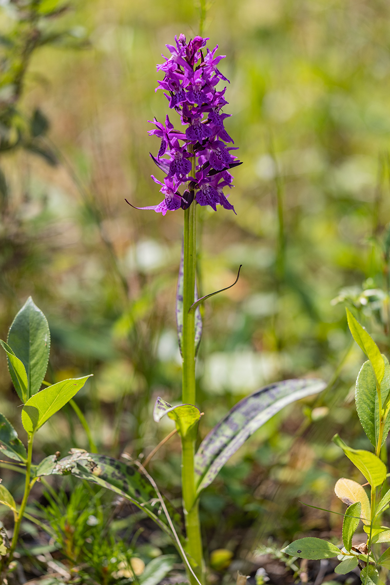 Image of Dactylorhiza urvilleana specimen.