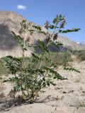 Glycyrrhiza soongorica. Цветущее растение. Таджикистан, Горно-Бадахшанская автономная обл., Рошткалинский р-н, окр. кишлака Дашт, дол. р. Шахдара, ≈ 2650 м н.у.м., частично закреплённые пески. 1 июля 2026 г.