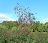 Phragmites australis. Соцветие. Московская обл., окр. г Одинцово, на берегу небольшого пруда. Июль 2026 г.