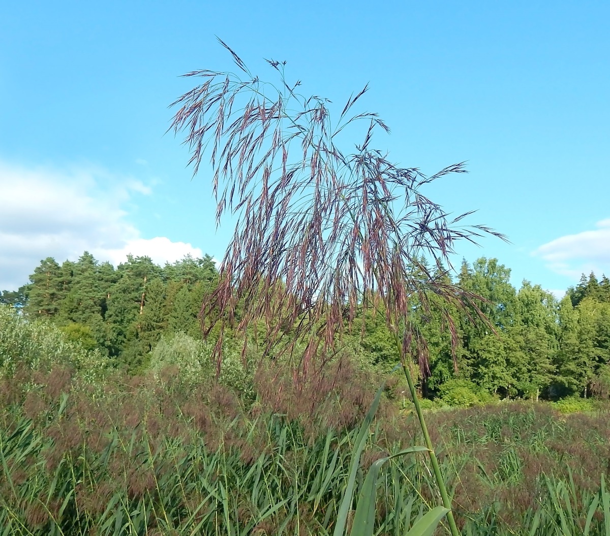 Image of Phragmites australis specimen.
