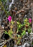 Antirrhinum cirrhigerum