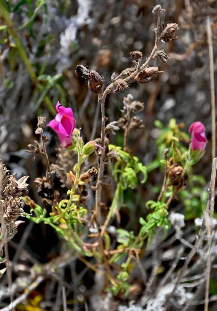 Image of Antirrhinum cirrhigerum specimen.