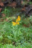 genus Tephroseris. Цветущее растение. Хабаровский край, Охотский р-н, гора Ветреная, 1400 м н.у.м., кустарничково-лишайниковая тундра среди курумника. 29.07.2026.