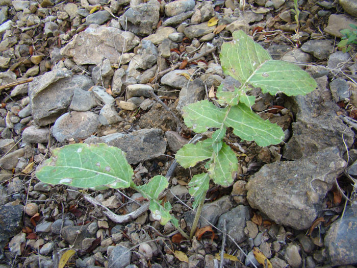 Изображение особи Cousinia knorringiae.