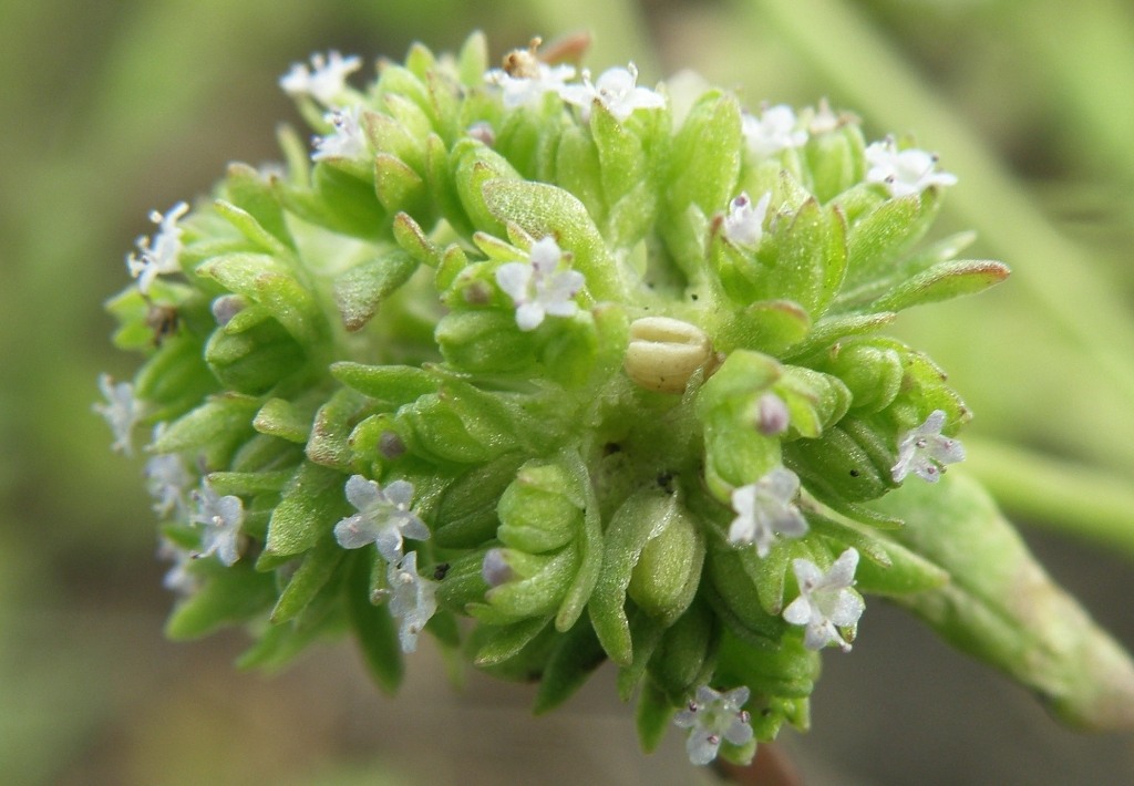 Image of Valerianella carinata specimen.