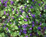 Viola odorata