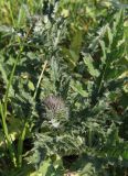 Carduus crispus