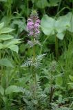 Pedicularis macrochila