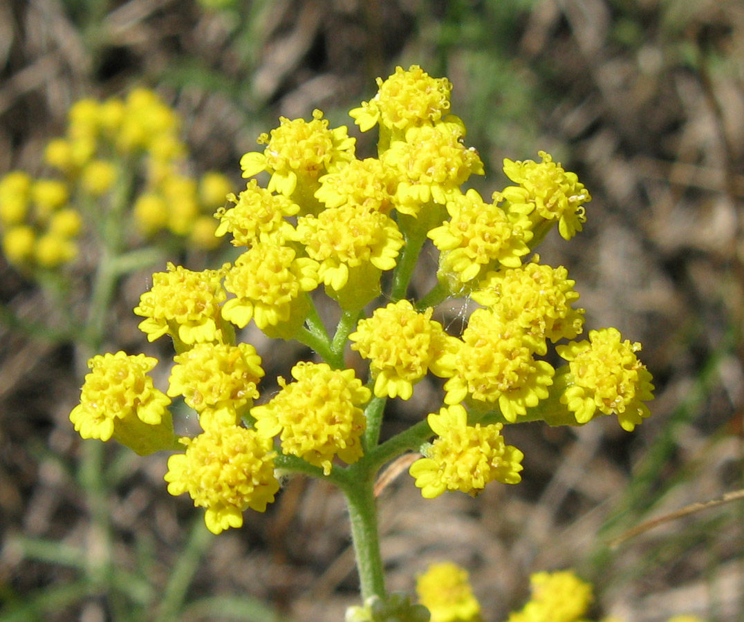 Image of Achillea micrantha specimen.