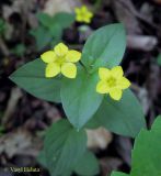 Lysimachia nemorum. Верхушка побега с цветками. Украина, Ивано-Франковская обл., Надворнянский р-н, Природный заповедник \"Горганы\", лиственный лес. 16 июня 2011 г.