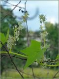 Echinocystis lobata. Часть побега с соцветиями. Чувашия, окр. г. Шумерля, старая узкоколейка. 19 июля 2011 г.