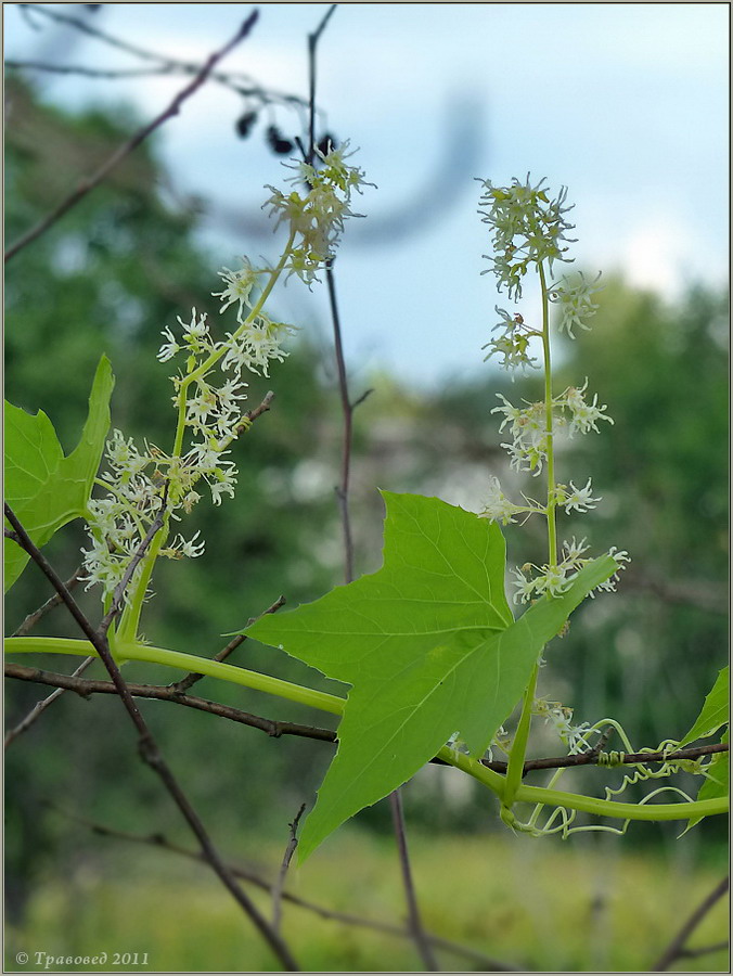 Изображение особи Echinocystis lobata.