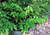 Sanguisorba stipulata