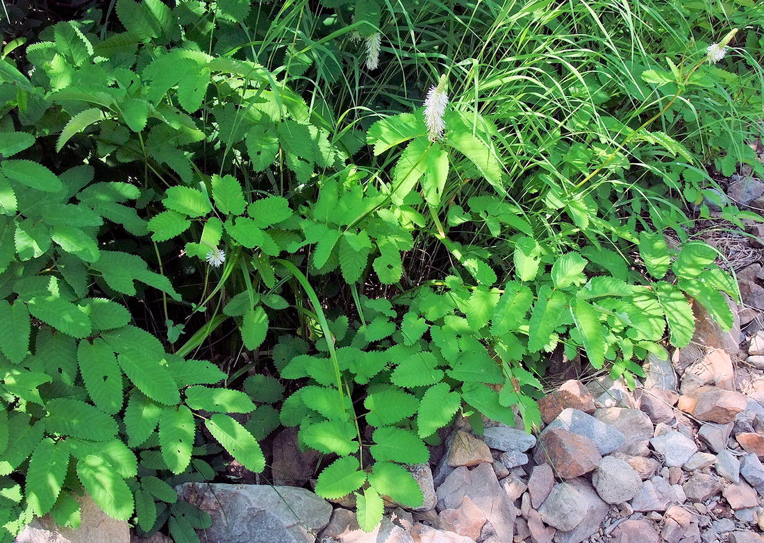 Изображение особи Sanguisorba stipulata.