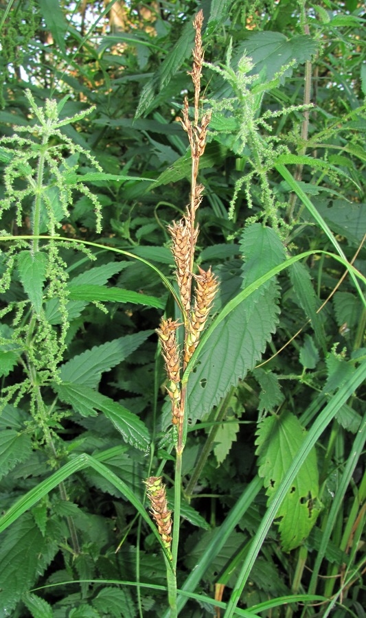 Image of Carex atherodes specimen.