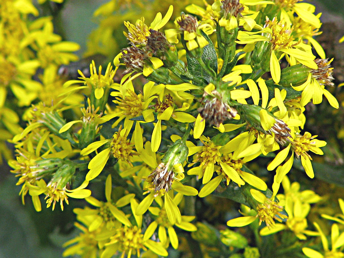 Image of Solidago virgaurea specimen.