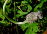 Anemone coronaria