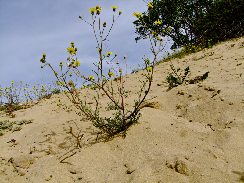 Изображение особи Senecio glaucus.