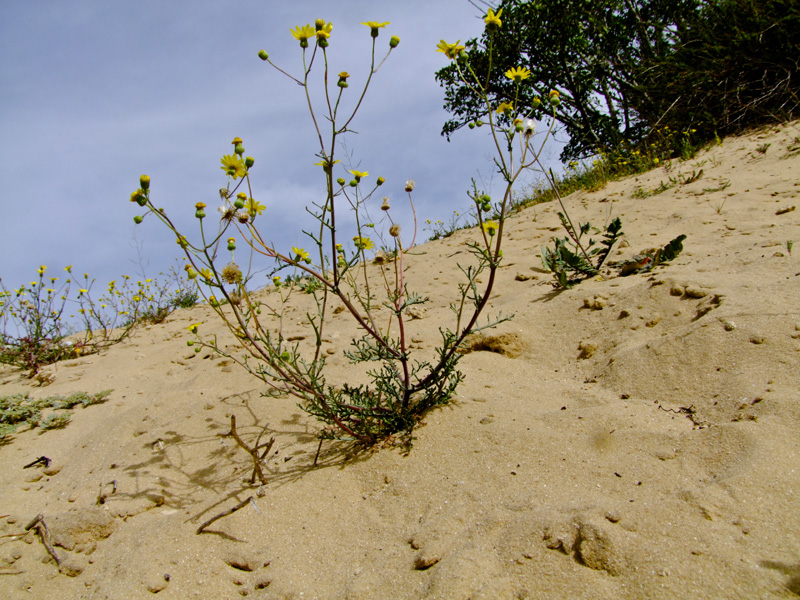 Image of Senecio glaucus specimen.