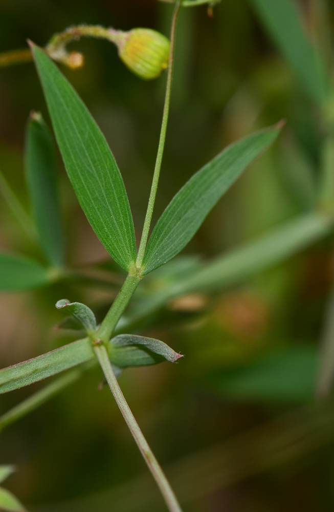 Изображение особи Lathyrus marmoratus.