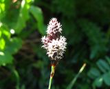 Carex medwedewii