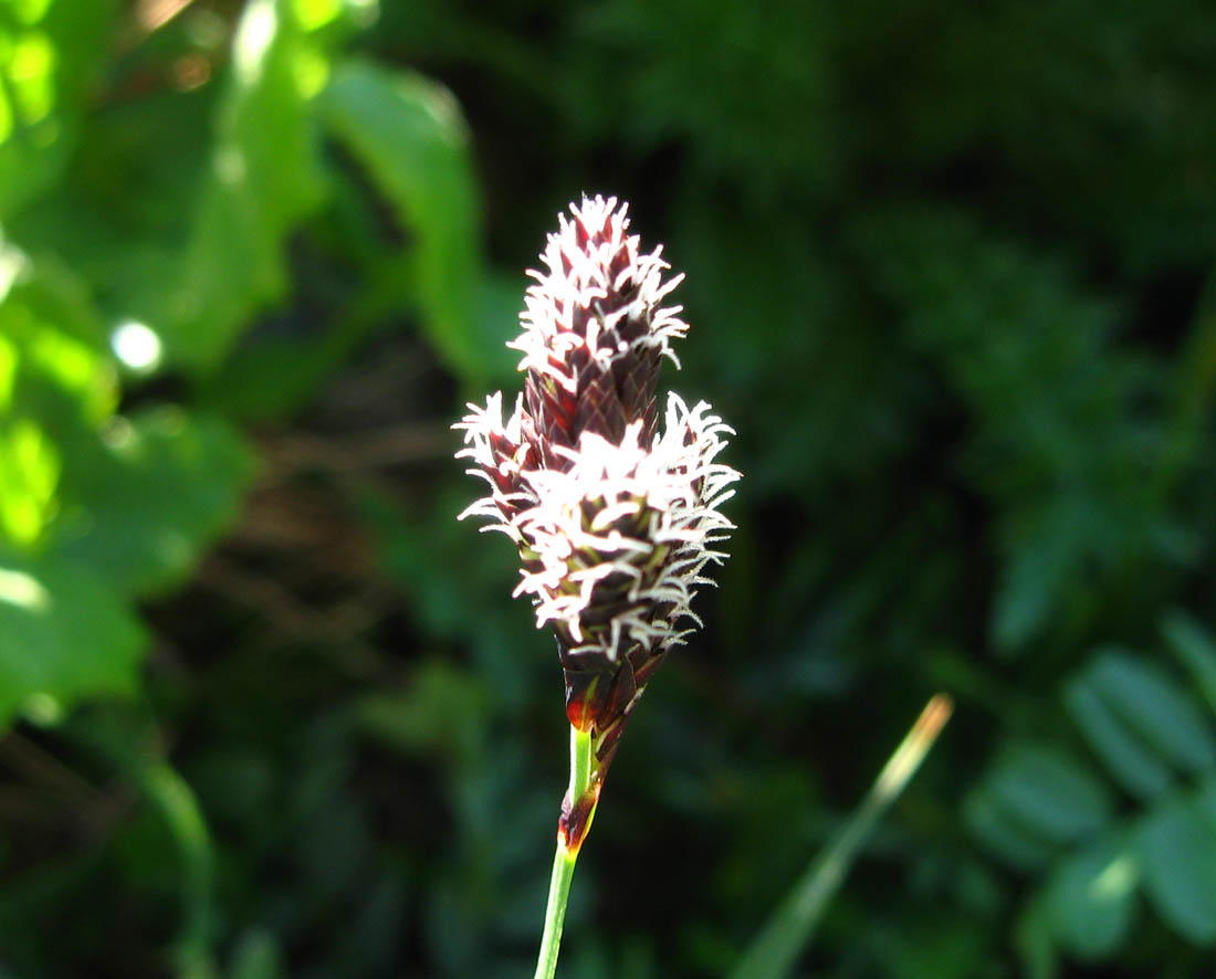 Изображение особи Carex medwedewii.