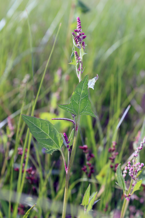 Изображение особи Atriplex prostrata.