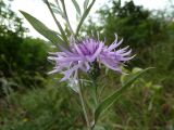 Centaurea salicifolia